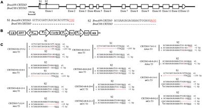 Site-Directed Mutagenesis of the Carotenoid Isomerase Gene BnaCRTISO Alters the Color of <mark class="highlighted">Petals</mark> and Leaves in Brassica napus L.
